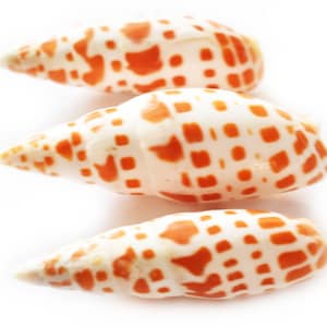 Set of 3 Episcopal Miter Shells (mitra mitra) 3-4&quot; Nautical Decor Beach Crafts Hobby