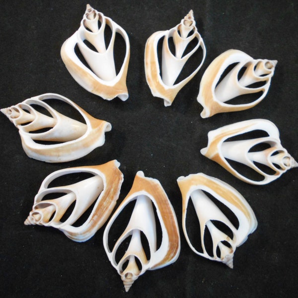 6 Center Cut Canarium Shells about 2" Beach Nautical Seashells Ocean Crafts Coastal Cottage Seashell Framing Decor