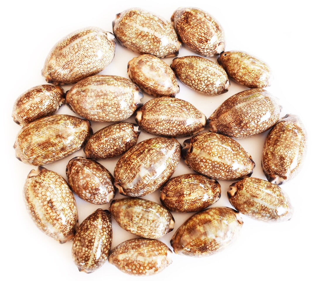 Set of 24 Cowrie Arabica Shells Seashell (2") Coastal Crafts Nautical ...