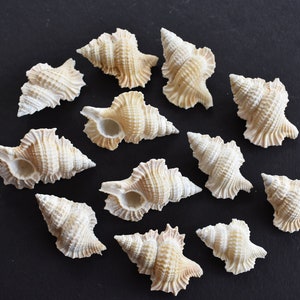 May include: An overhead shot displays a collection of seashells, each with a unique spiral shape and textured surface. The shells are primarily off-white with subtle tan and brown markings, arranged against a dark background.