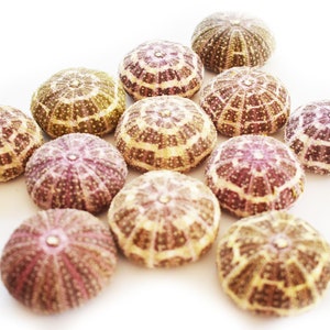 May include: A collection of ten sea urchins, each with a unique pattern of brown, purple, and white. The sea urchins are arranged in a star shape on a white background.