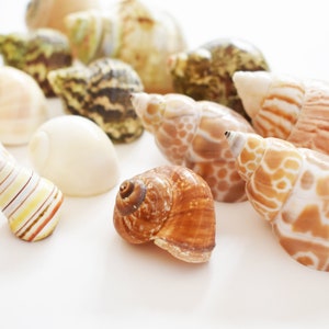 15 Hermit Crab Shells Assorted Natural Seashells SMALL to Medium Beautiful Set