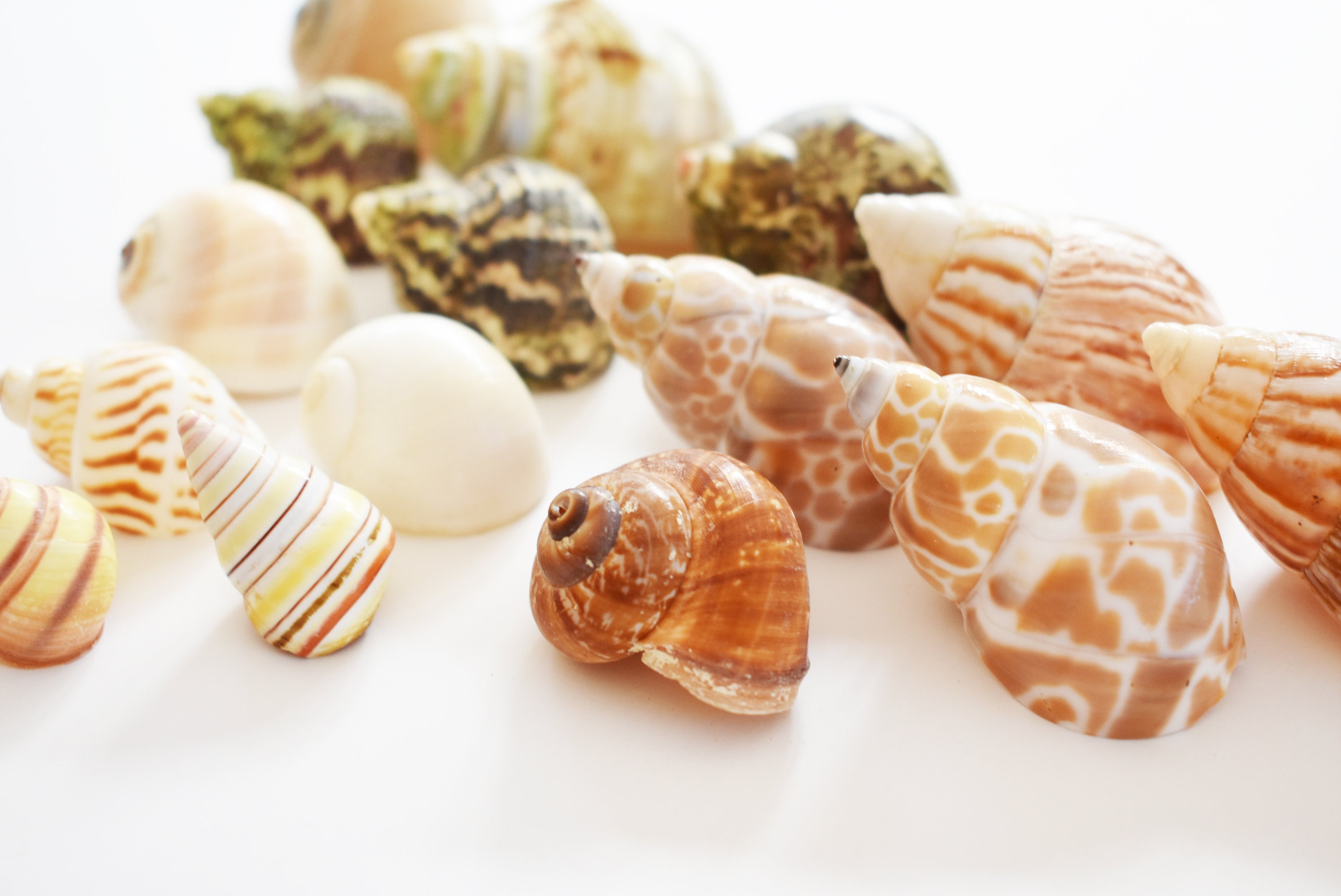 thumbnail image 2 of Hobby Natural Sea Shells - 20 Small Pieces For Decoration, Crafts & Hermit Crabs 2 of 2
