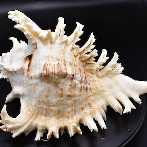 May include: A large, intricately textured seashell with a cream and brown color palette. The shell features multiple spiky protrusions and a ridged surface, showcasing natural patterns. The overall shape is asymmetrical, with a prominent, curved structure.