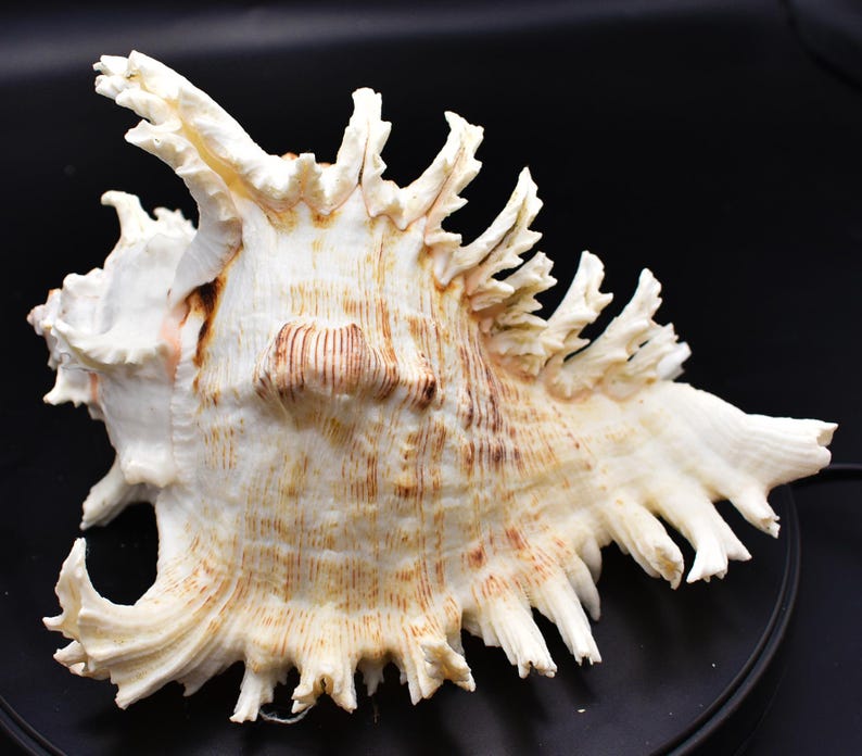 Asymmetrical Shell Large Murex Ramosus Shell (7