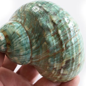 May include: A large, green seashell with a swirling pattern. The shell has a smooth, glossy finish.