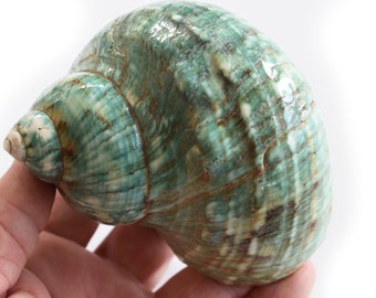 Large Polished Jade Turbo Shell 3 1/2" : Nautical Decor, Hermit Crab (Large 1 1/2" opening)