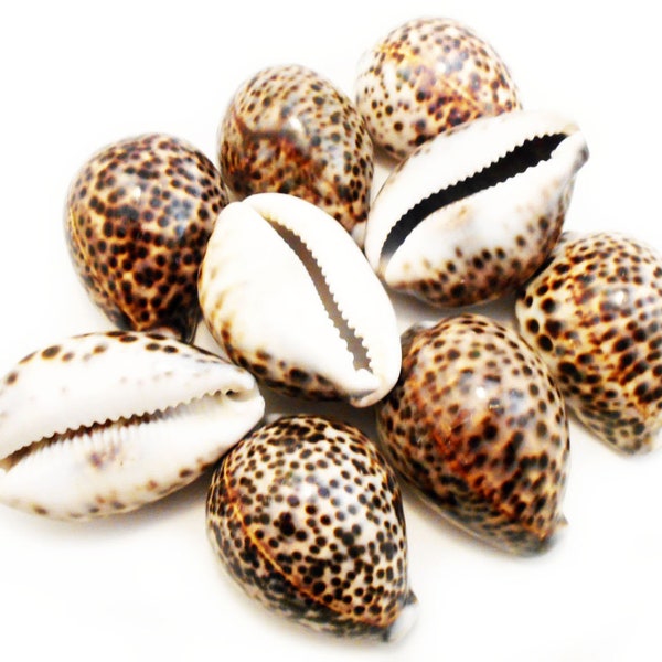 Set of 12 Small Tiger Cowrie Shells Seashell (2"+) Cypraea Tigris Beach Crafts Nautical Coastal Decor