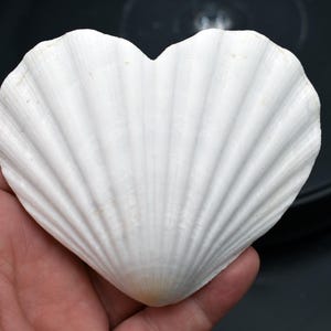 Set of 2 Heart Shaped White Scallop Shells (4&quot;) Beach Crafts Coastal Decorating Painting Decoupage