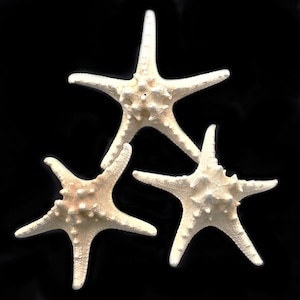 Set of 12 Off-White Knobby Starfish 6&quot;+ Beach Wedding Decor Nautical Crafts Hobby REAL