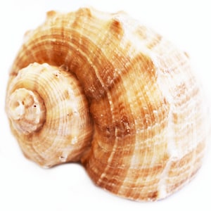 May include: A close-up of a spiral-shaped seashell with a light brown and cream color scheme. The shell has a textured surface with visible ridges and a natural, organic appearance. The shell is isolated on a white background.