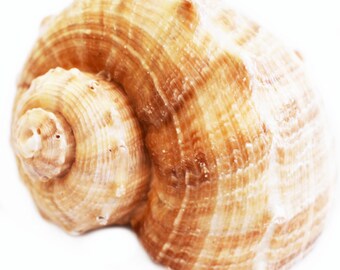 Pode incluir: Close-up de uma concha em espiral em tons de castanho claro e creme. A concha tem uma superfície texturizada com cristas visíveis e uma aparência natural e orgânica. A concha está isolada em um fundo branco.