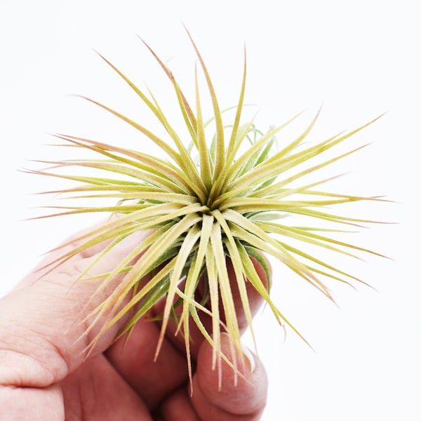Air plants Etsy