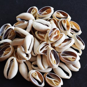 50 Center Cut RIngtop Cowrie Shells Craft 1/2&quot;-1&quot; Beach Crafts Jewelry Decor Art