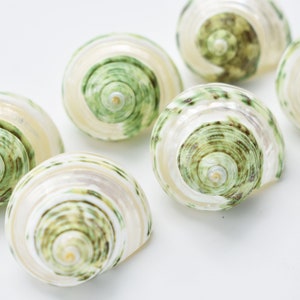 Set of 6 Banded Green Turbo Shells (Size ~2"/ Open ~3/4") Hermit Crab Crafts Decor