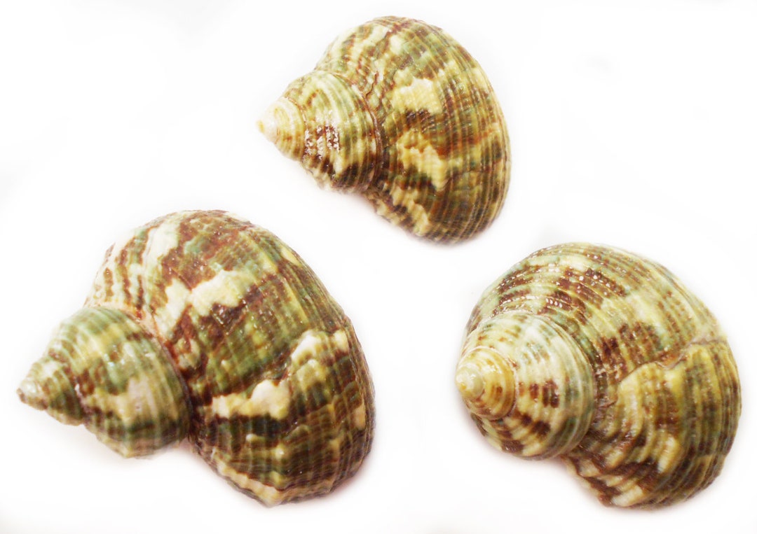 Set of 100 Small Natural Green Turbo Shells (size 3/4