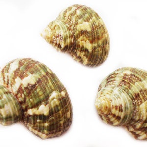 50 Small Green Turbo Shells: Natural Hermit Crab Shells, Beach Decor