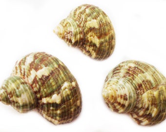 Set of 100 Small Natural Green Turbo Shells (Size 3/4"-1.25"/ Open. 1/2"-3/4") Hermit Crab, Beach Crafts, Coastal Decorating