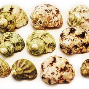 May include: A collection of nine seashells with brown, white, and green patterns. The shells are arranged in a random pattern on a white background.