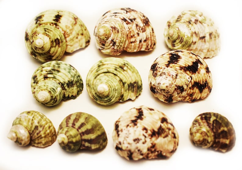 May include: A collection of nine seashells with brown, white, and green patterns. The shells are arranged in a random pattern on a white background.
