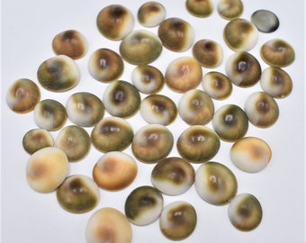 100 Extra Small Green Cat Eye Shells (operculum) Size 3/8"-5/8" (10-15 mm) Beach Crafts Coastal Decor Ocean Art