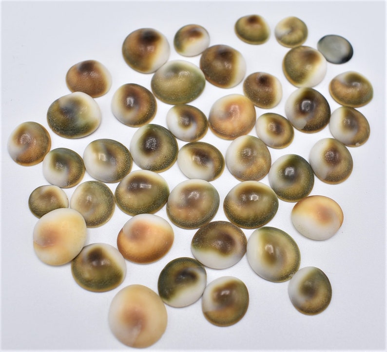 100 Extra Small Green Cat Eye Shells operculum Size Etsy
