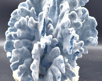 Beautiful, Natural Blue Ridge Coral (7x6.5x7 inch) 240329A Authentic Coral Piece for Display, Decor and Aquarium.