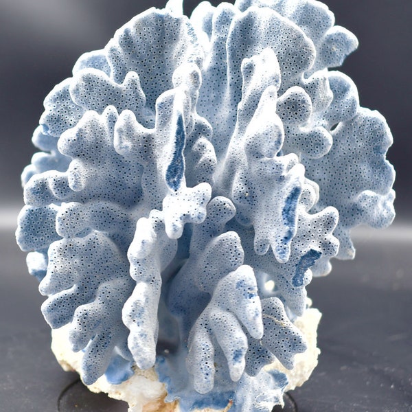 Beautiful, Natural Blue Ridge Coral (7x6.5x7 inch) 240329A Authentic Coral Piece for Display, Decor and Aquarium.