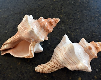 Set of 2 Small Striped Fox Conch Shells (Trapezium Horse Conch) 4-5" Beach Wedding Crafts