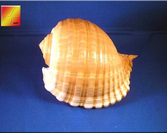 May include: A large, tan seashell with a spiral shape and a smooth, textured surface.