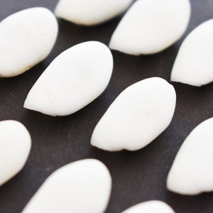 1 Lb White Bullet Bubble Shells Seashells 3/4 1 Beach Craft Wedding Decor Coastal Living Seashell Frames and Mirrors immagine 2