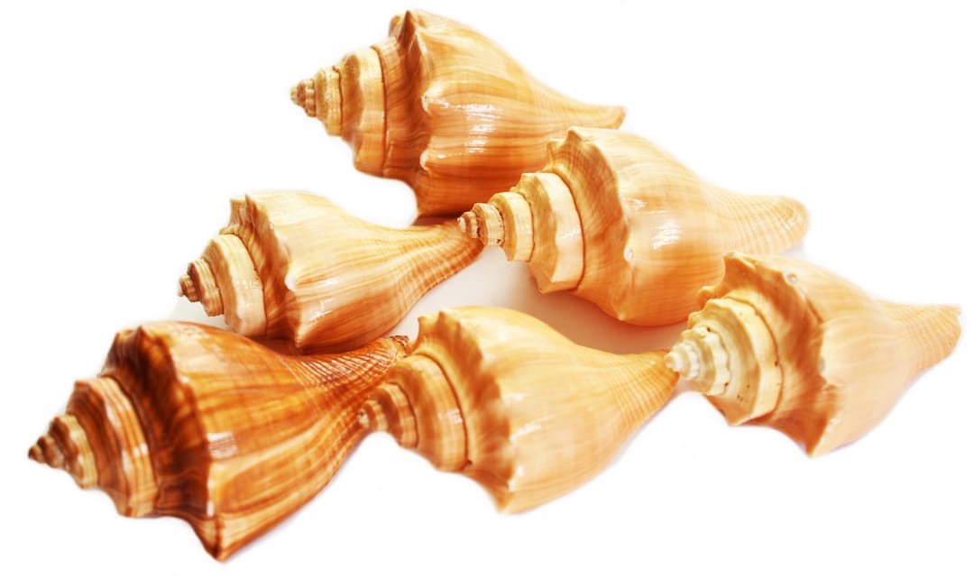 Shells Vole Set of 6 Vole Shells (melon Conch) About 3