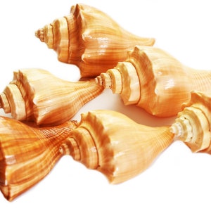 May include: Five seashells in various sizes and shapes, all with a light brown color and a smooth, polished texture. The shells are arranged in a cluster, with some overlapping.