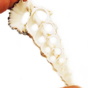 Set of 24 Large Center Cut Knobby Natural Cerithium Shells (3-4