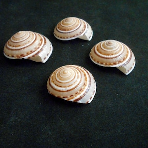 May include: Four brown and white seashells with a spiral pattern. The shells are arranged in a semi-circle on a dark green surface.