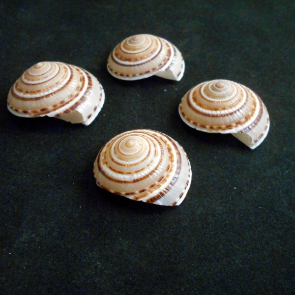 12 Small Sundial Shells (architectonia perspectiva) 3/4" - 1 1/4" Seashells Beach Crafts Nautical Decor Stunning