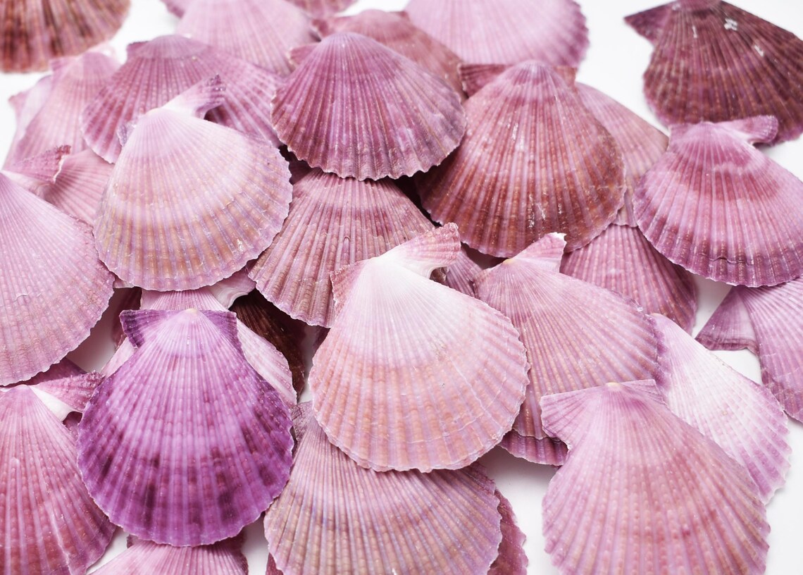 Purple Shellos Set of 12 Deep Purple Pecten Shells (2-3