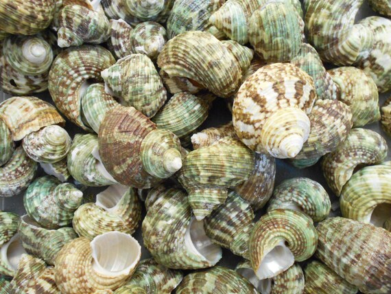 30 assorted TURBO HERMIT CRAB SEASHELL SEA SHELL FISH TANK CRAFTS DECOR