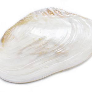 May include: A white seashell with a pearlescent finish and brown markings. The shell has a smooth, rounded shape and a slightly rippled texture.