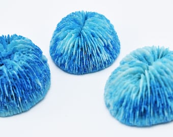 3 Small Dyed Blue Mushroom Corals Home Decor Nautical 1-2" Coastal Crafts Beach Vase Filling Cute