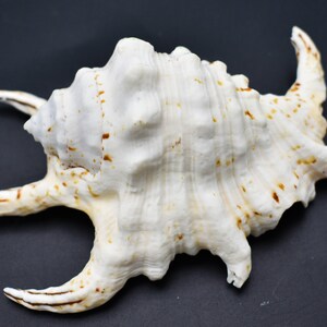 3-Pack: Beautiful Spyder Conch Shell Lambis Chiragra 4-5 Collection/Decor Air Plant Holder image 8