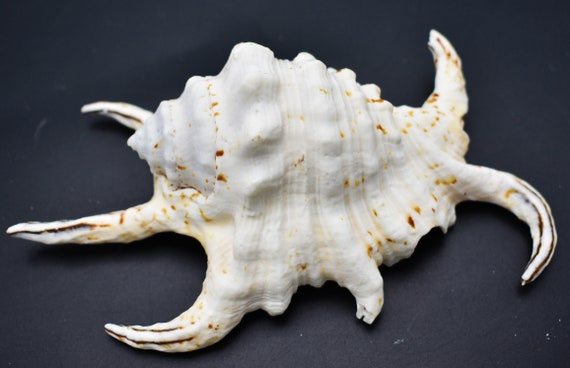 Beautiful Spyder Conch Shell (lambis Chiragra) 4-5