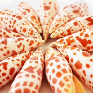 May include: A collection of ten cone shells with a white background. The shells are a light orange and white color with a spotted pattern.