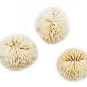 24 Small White Mushroom Corals Home Decor Nautical 1-2 Coastal Crafts Beach Vase Filling Cute image 2
