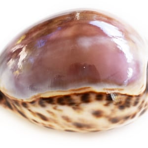 Set of 6 Large Purple Top Tiger Cowries 3&quot; Seashells for Beach Crafts Nautical Jewelry Coastal Cottage