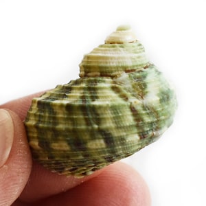 Set of 6 Small Natural Green Turbo Shells (Size 3/4&quot;-1.25&quot;/ Open. 1/2&quot;-3/4&quot;) Hermit Crab, Beach Crafts, Coastal Decorating