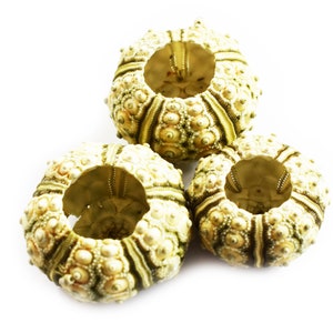 3 Green Knobby Mini Sea Urchins (3/4&quot;-1 1/4&quot;) Beach Crafts Hobby Decor Nautical