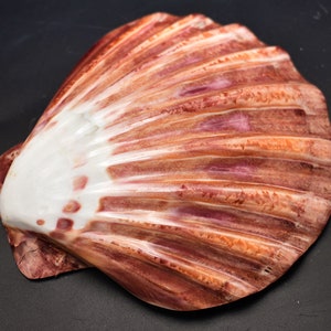 One (1) Polished Lions Paw Scallop 5-6&quot; Seashell for Baking Smudging Craft Beach Decor Wedding Table