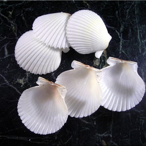 25 White Florida Scallop Shells (about 2") Seashells for Beach Wedding Decor and Ocean Crafts