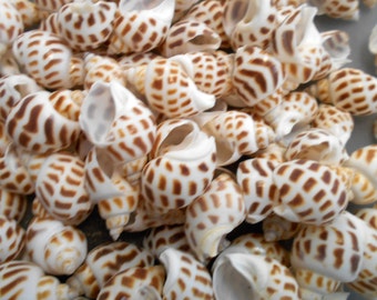 Set of 12 Babylonia Areolata Shells Seashells 1" - 1 1/2" for Crafts and Hermit Crabs